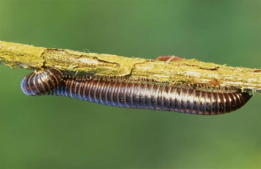 W tym roku natura nam nie odpuszcza. Po powodzi czekają nasz jeszcze dwie plagi: robactwa ryjącego w ziemi i przenoszącego groźne choroby (w tym zapalenie płuc) oraz plaga wyjątkowo ciętych komarów