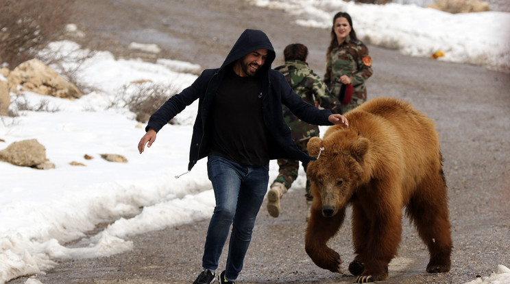 Az egyik állatvédő nevetve
szaladt a medvék előtt, mutatva a  természetbe vezető
utat  /Fotó: AFP