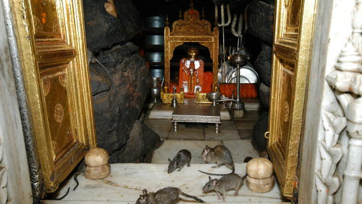 W cywilizacji zachodniej obecność tych zwierząt zazwyczaj napawa lękiem lub co najmniej obrzydzeniem. Istnieje jednak miejsce, w którym traktuje się je w iście królewski sposób. Ludzie stąpający boso po marmurowej posadzce w otoczeniu tysięcy szczurów to nie wizja z koszmarów, lecz codzienny widok w pewnej indyjskiej świątyni.