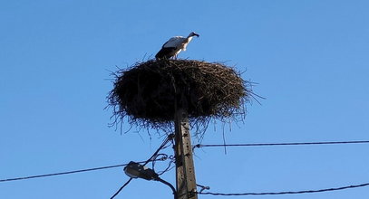 Bocian leci do Polski. Niesamowite! Jego drogę można śledzić, bo ma GPS