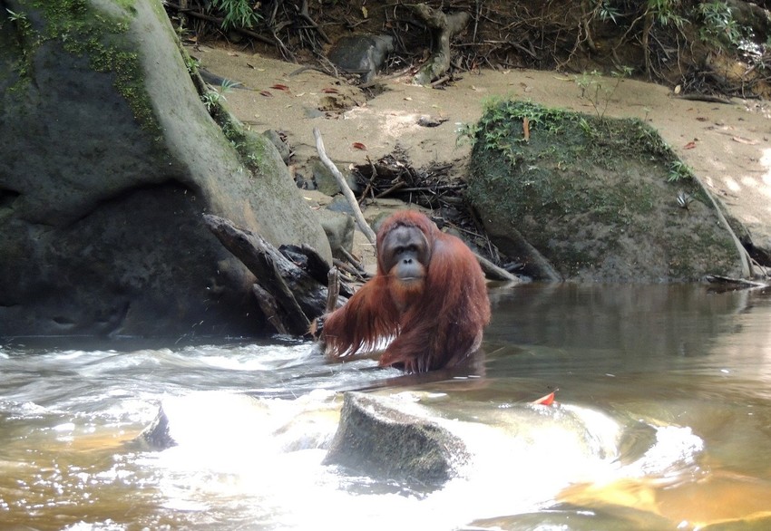 Nema prepreke koju on ne može da pređe