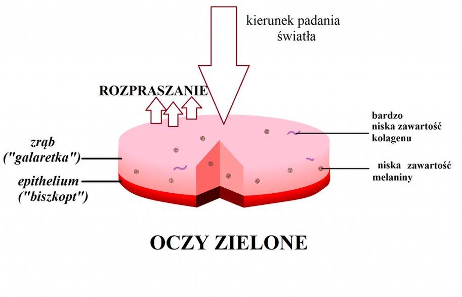 Oczy zielone