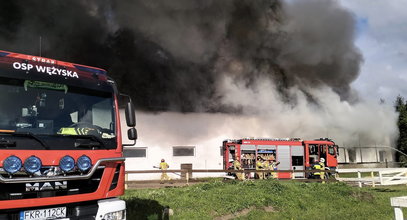 Strzeliły korki i zaczęło się piekło.  Dramat właścicieli stadniny w Lubuskiem