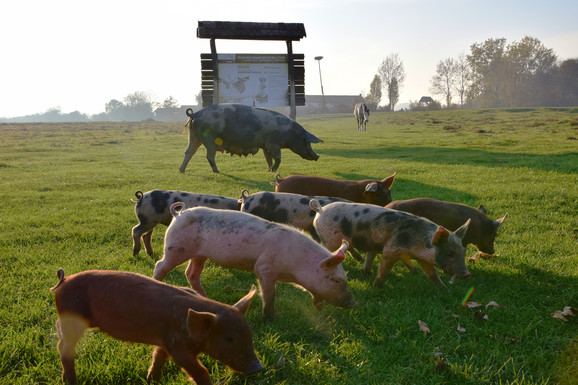 Otkupne cene svinja, ovaca i goveda variraju na stočnim pijacama: Evo detaljnog cenovnika
