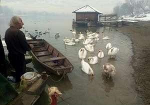 labudovi Sava Gradiska