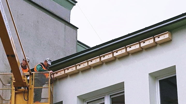 Montaż budek dla jerzyków w Starachowicach