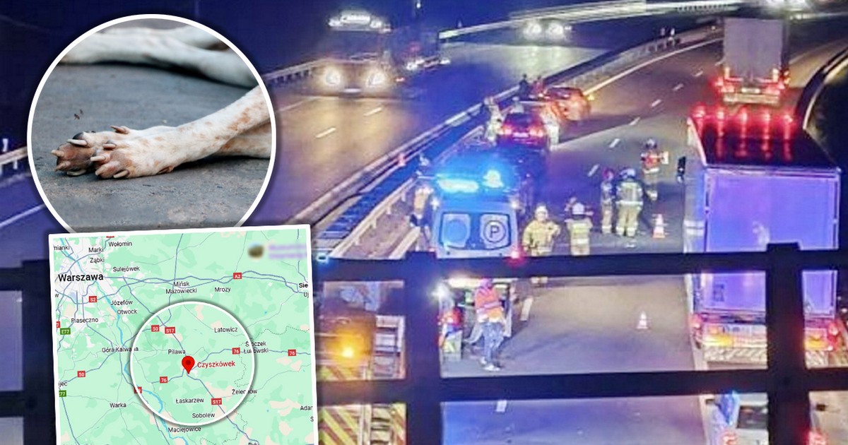 Zabrał psa w podróż. Ostatnią. Dramat na S17