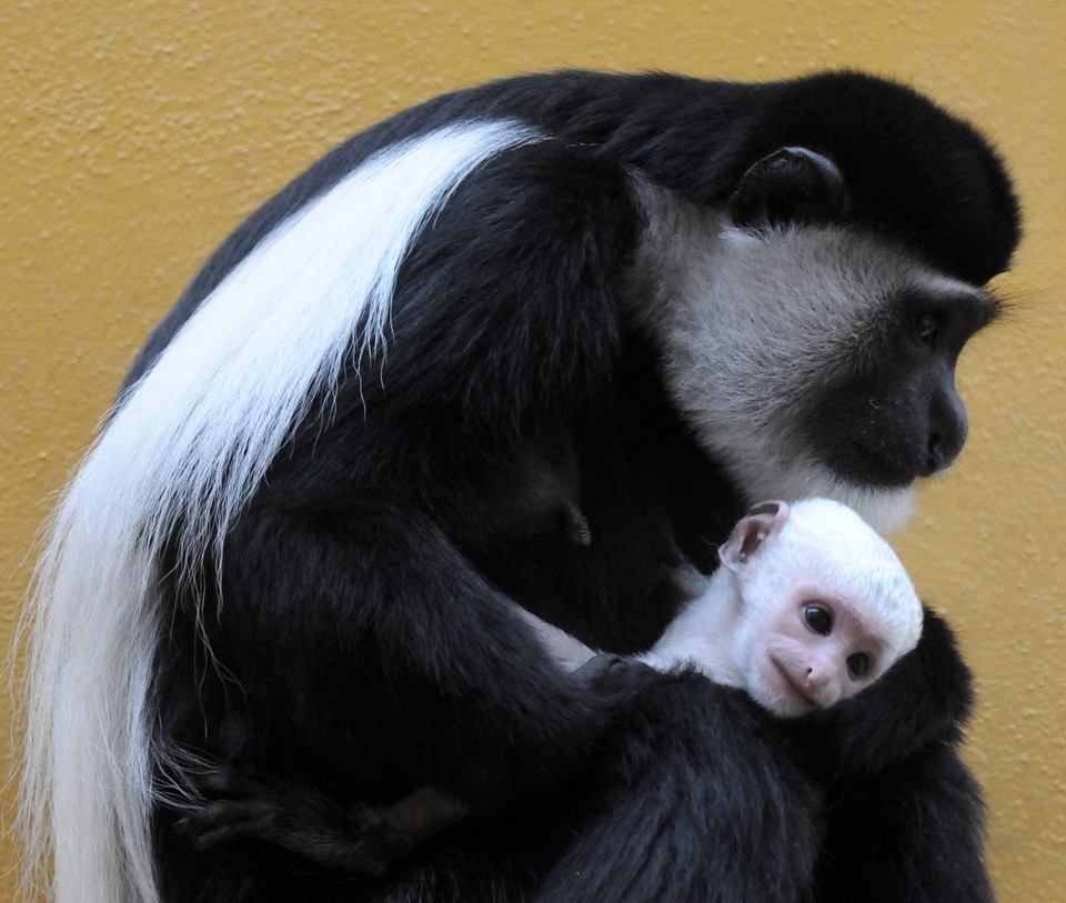 GDAŃSK ZOO OLIWA NARODZINY GEREZY