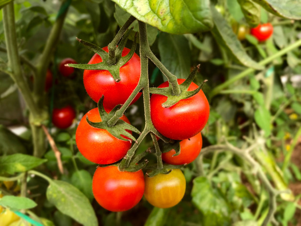 Krzaczki pomidorów malinowych możesz zacząć uprawiać z gotowych sadzonek lub z nasion, które dostaniesz w sklepie ogrodniczym