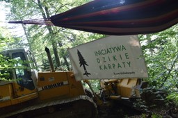 Protesty dotarły w Bieszczady. Aktywiści blokują wycinkę drzew w otulinie parku narodowego