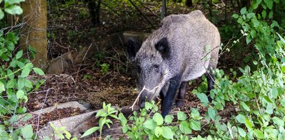 Odstraszą dziki zapachami. Nowy pomysł miasta