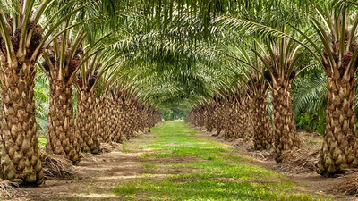 Okomu Oil (Credit: Premium Times Nigeria)