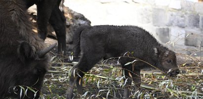 Małe żubry we wrocławskim zoo. Ale imiona dla królów puszczy!