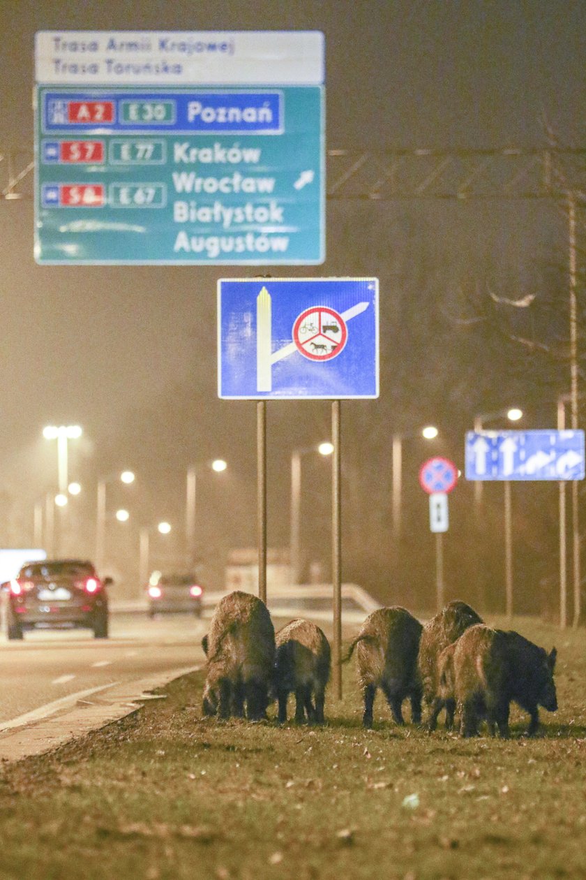 Odstraszą dziki potem 