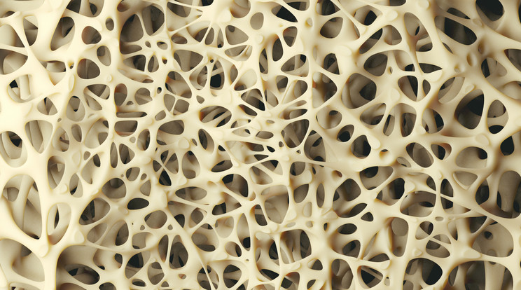 A csontjaink belsejében található ez az üregekkel tagolt szivacsos állomány / Fotó: Getty Images