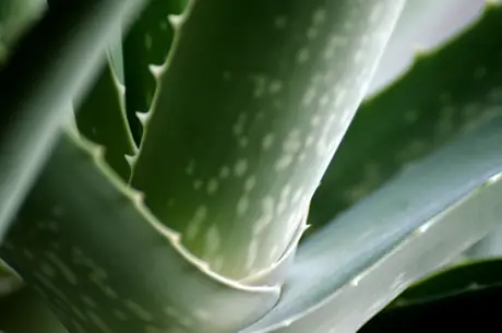 aloe vera samen anzucht Seedeo® Feuer-Aloe (Aloe ferox) 10 Samen main image 1
