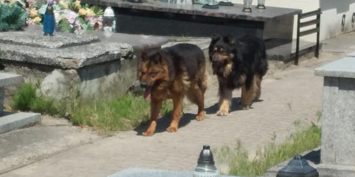 Dramat pod Kutnem. Psy pogryzły trzy osoby na cmentarzu