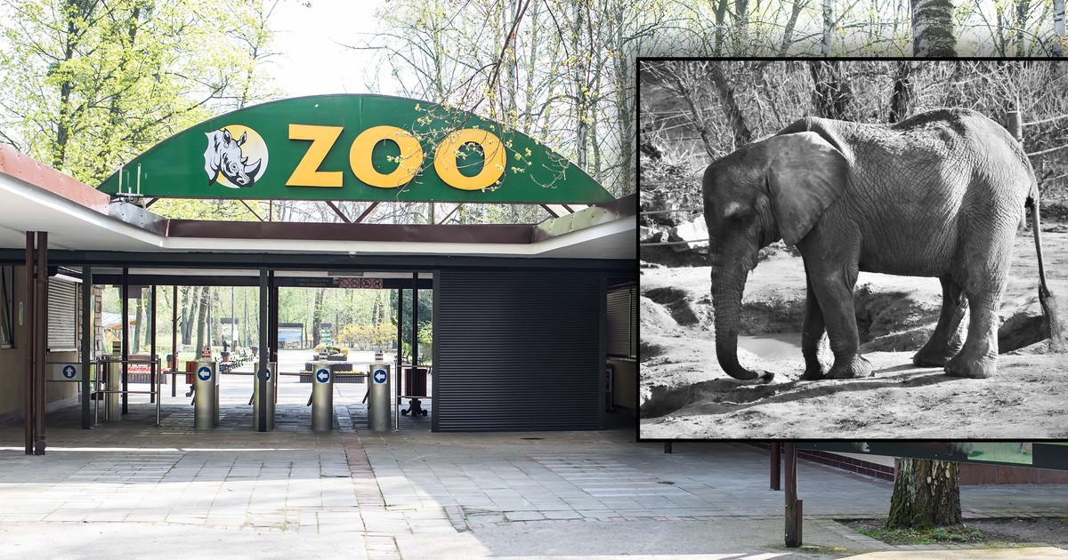 Tragedia w słoniarni. Radna PiS żąda wyjaśnień po śmierci Kingi