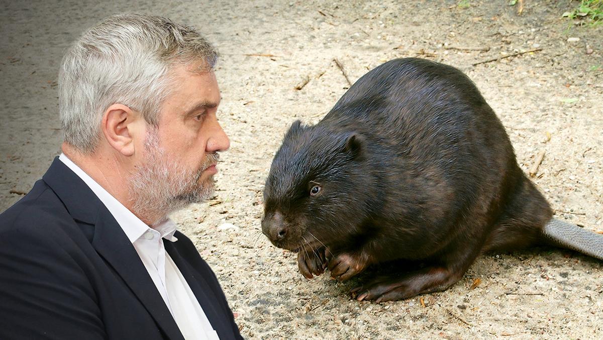 Minister Krzysztof Ardanowski zachęca do jedzenia bobrów