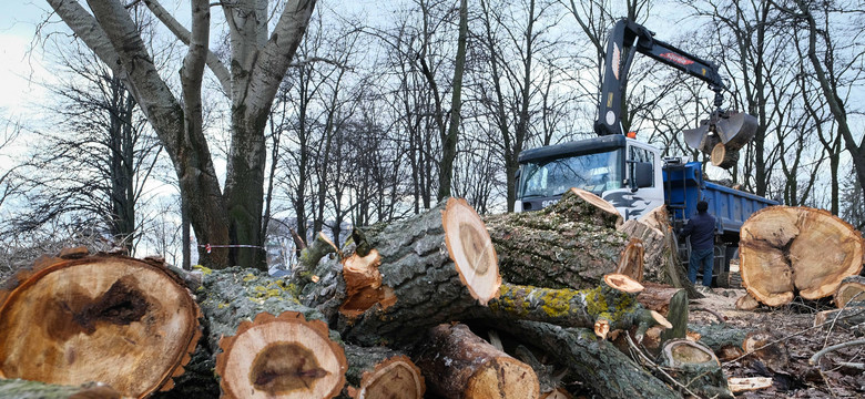 Gospodarka leśna czy dewastacja? Jaka jest skala wycinek w Polsce?