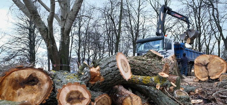 Gospodarka leśna czy dewastacja? Jaka jest skala wycinek w Polsce?