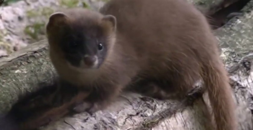 Pierwsze kroki młodych łasiczek w poznańskim ZOO