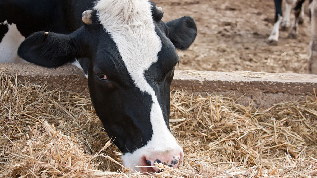 Minister rolnictwa Marek Sawicki przypomniał - w Jasionce koło Rzeszowa, że kary za przekroczenie kwot mlecznych rolnicy będą mogli spłacić w trzech ratach bez oprocentowania w ciągu trzech lat. Przypomniał też, że 31 marca br. wygasa limitowanie produkcji mleka.
