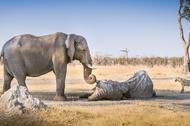 żałoba słonie zwierzęta