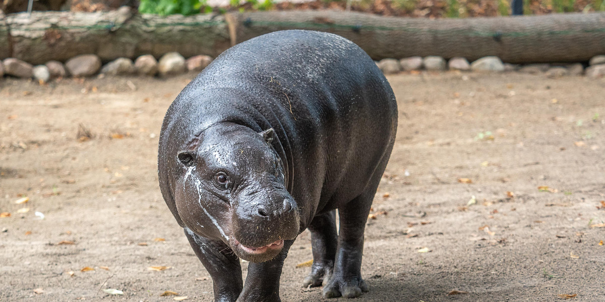 Hipopotam karłowaty w łódzkim zoo 