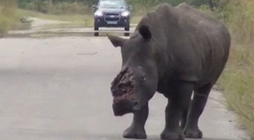 Osakaćenog nosoroga sa snimka posetioci Nacionalnog parka “Kruger” videli su 28. februara, ali rendžeri su ga locirali tek 4. marta