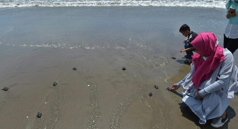 Tourists release turtles, hatched at a conservation centre, into the ocean in Pariaman, West Sumatra