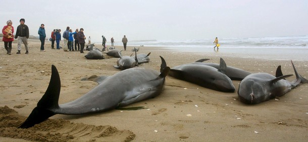 JAPAN-ANIMALS/