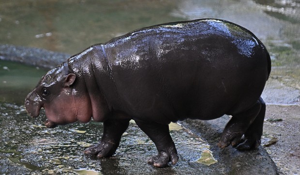 Patuljasti nilski konj na Tajlandu