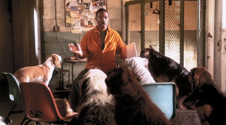 Eddie Murphy alakította a hollywoodi filmben Dr. Dolittle-t, aki tudott beszélni az állatokkal / Fotó: Profimedia