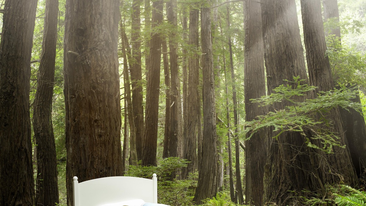 Girl sleeping in a bed in a redwood forest.