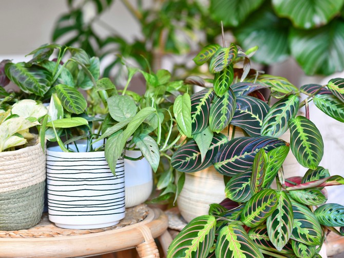 Aglaonema