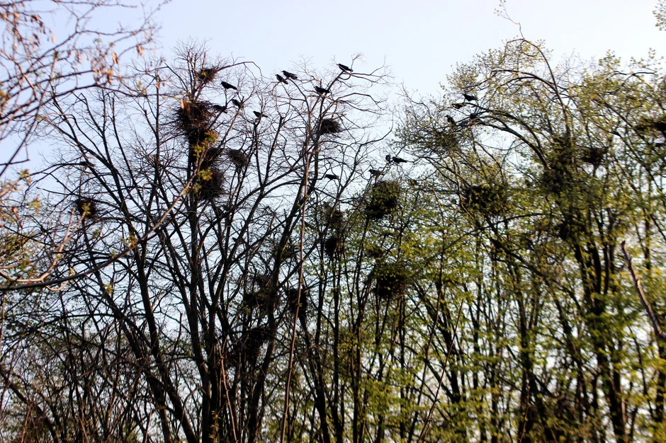 Vrane u krošnjama drveća 
