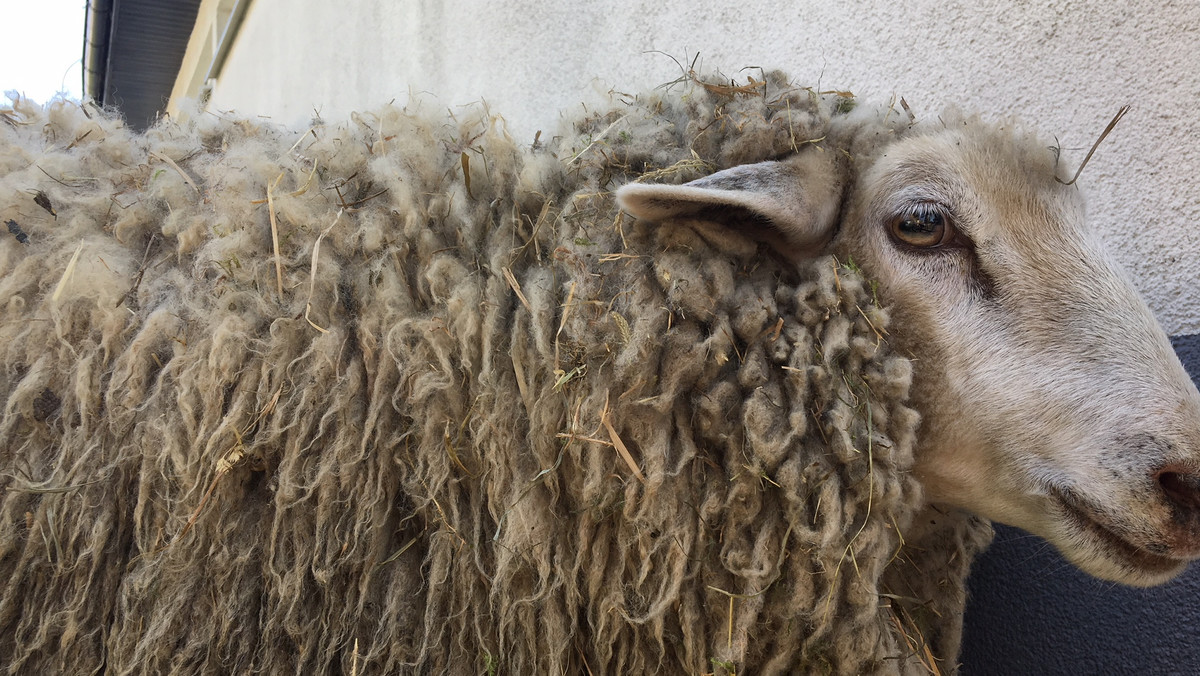 W lesie w Australii znaleziono schorowaną owcę, która od wielu lat nie była strzyżona. Jej runo ważyło ponad 35 kilogramów - poinformowała agencja Reutera, powołując się na ratowników zwierzęcia.