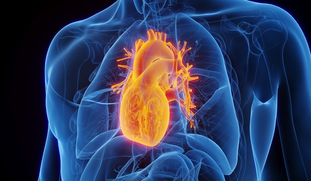 Aorta nije samo najveća arterija u telu koja prenosi krv