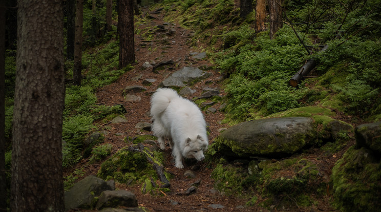 A Föld mágneses erejét kihasználva is tájékozódni tudnak a kutyák / Fotó: Shutterstock
