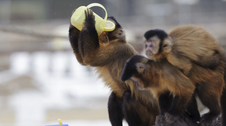 Teával védekeznek a debreceni állatkert lakói a hideg ellen / Fotó: MTI Czeglédi Zsolt