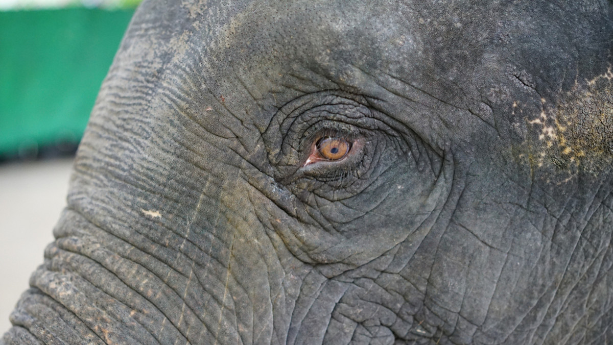 Ich oczy i miękka tkanka wewnątrz trąb są szczególnie wrażliwe na bolesne użądlenia i eksperci uważają, że słonie afrykańskie nauczyły się na przestrzeni wieków wyczuwać zapach wydzielany przez zdenerwowane pszczoły gotowe do ataku.