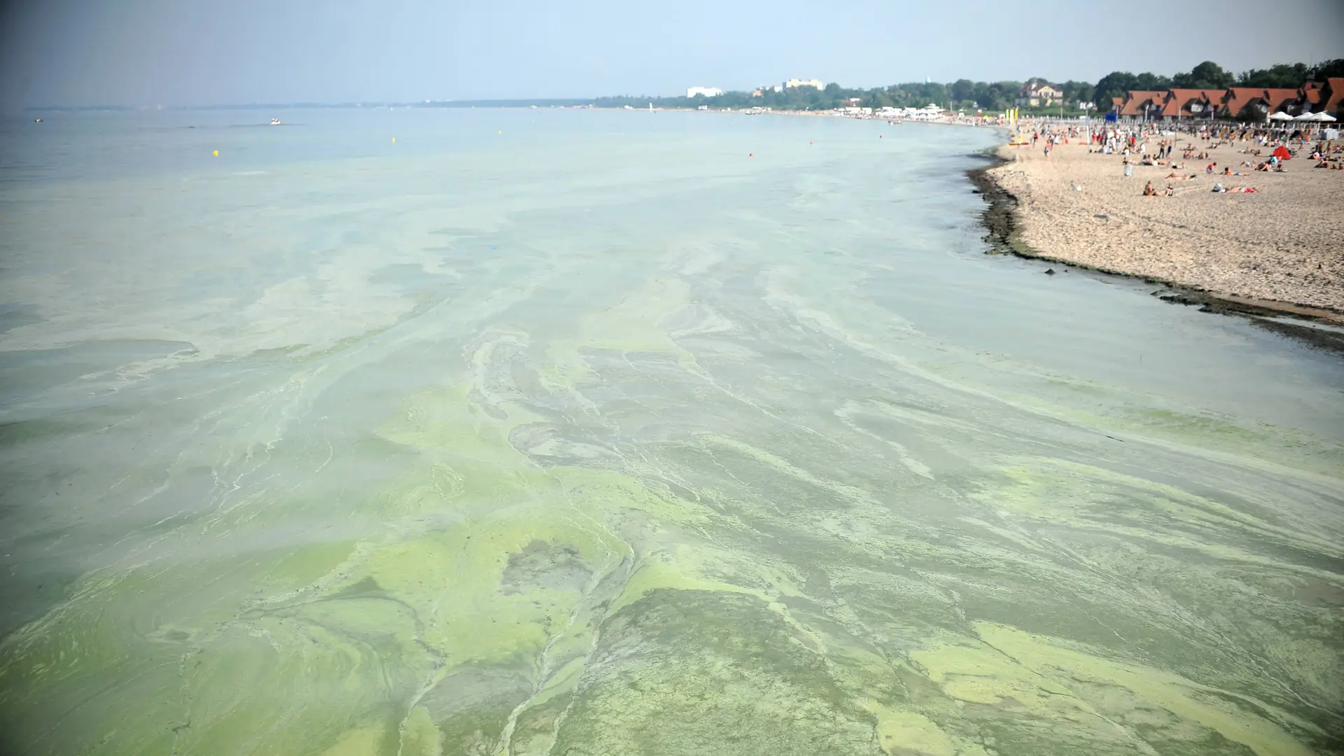 Dokuczliwe sinice nad Bałtykiem to skutek rolnictwa i wysokich temperatur