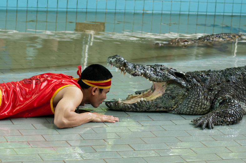 Pokazy na farmie krokodyli, Pattaya, Tajlandia