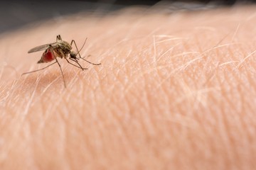 Szúnyogcsípés okozta nyugat-nílusi láz: ezt a 3 dolgot tartsa be, és elkerülheti a csípést