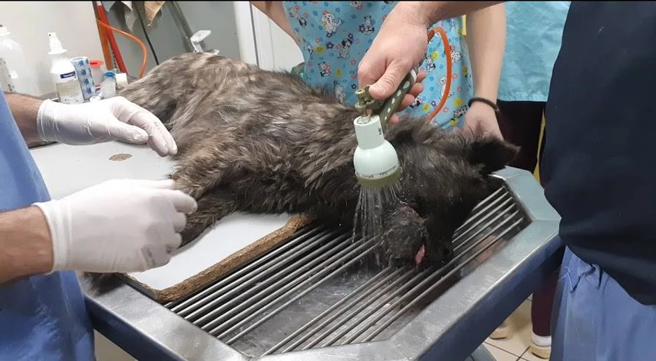 Sledi operacija vilične kosti