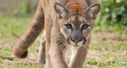 Dramat w Parku Narodowym. Rozwścieczona puma zaatakowała ośmiolatka