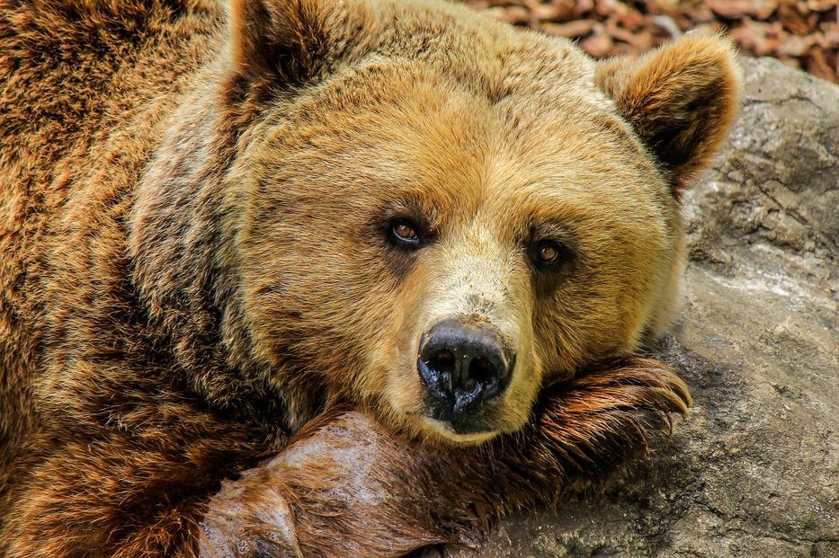 Újra medvét láttak a Mátrában/ Fotó: Pixbay