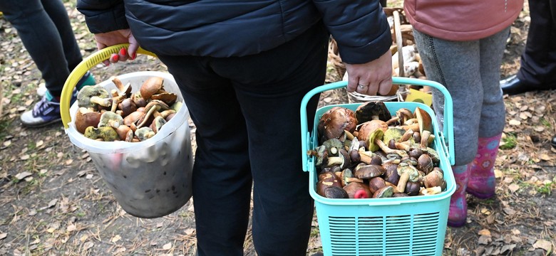 Poszli na grzyby. Nie wiedzieli, jakie są przepisy. 31 tys. zł mandatu