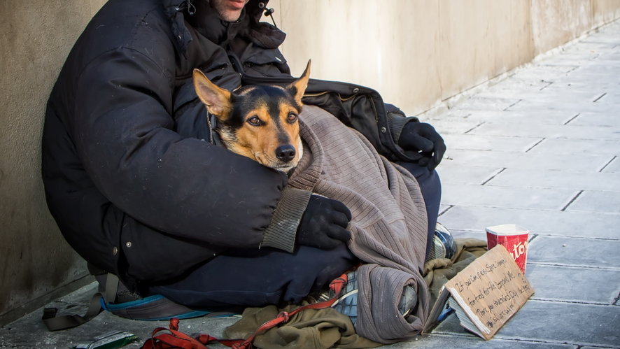  Jakie życie wiodą psy bezdomnych? Naukowcy sprawdzili